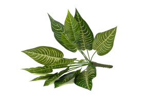 PHOCEALYS│Aphelandra Artificiel│vente aux pros│Grossiste en végétaux artificiels