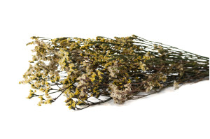 Limonium stabilisé│vente aux pros│Grossiste en végétaux stabilisées