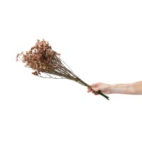 Limonium stabilisé│vente aux pros│Grossiste en végétaux stabilisées
