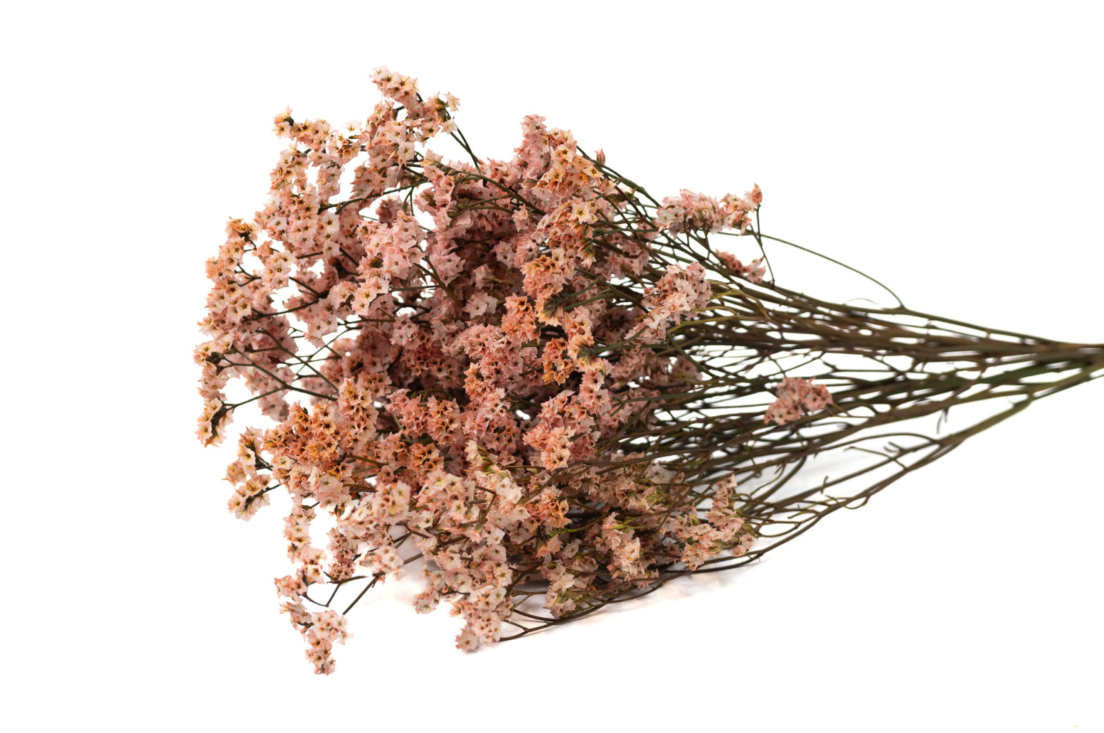 Limonium stabilisé│vente aux pros│Grossiste en végétaux stabilisées