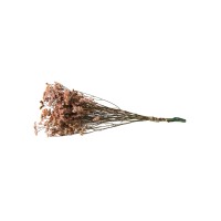 Limonium stabilisé│vente aux pros│Grossiste en végétaux stabilisées