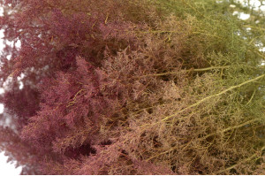 PHOCEALYS│Mousse zeeschium │vente aux pros│Grossiste