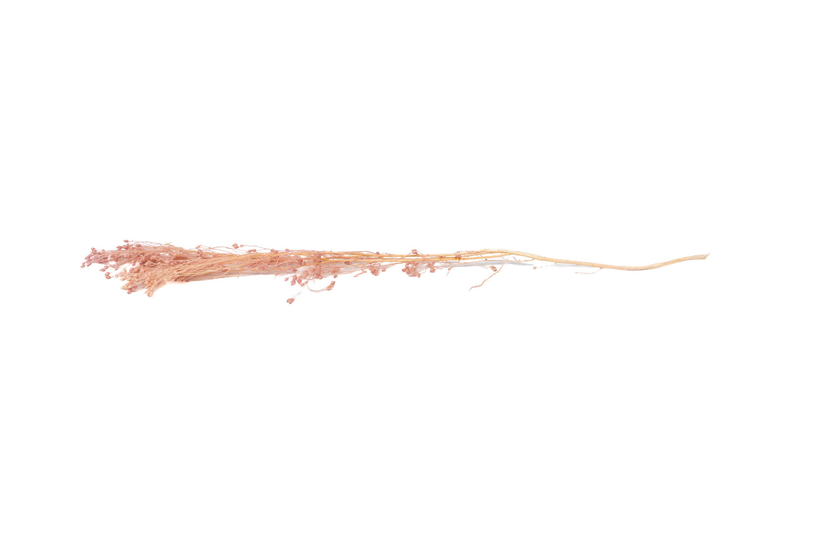 PHOCEALYS │Broom stabilisé│vente aux pros│Grossiste