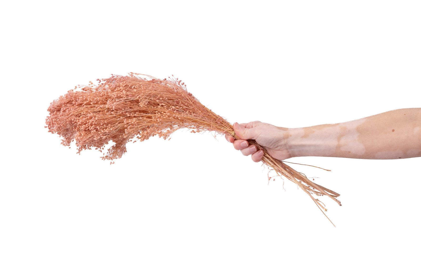 PHOCEALYS │Broom stabilisé│vente aux pros│Grossiste