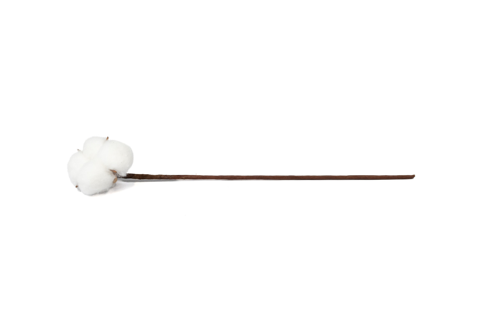 PHOCEALYS│Branches de coton sèches│vente aux pros│Grossiste en fleurs séchées