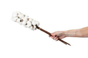 PHOCEALYS│Branches de coton sèches│vente aux pros│Grossiste en fleurs séchées