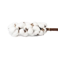 PHOCEALYS│Branches de coton sèches│vente aux pros│Grossiste en fleurs séchées
