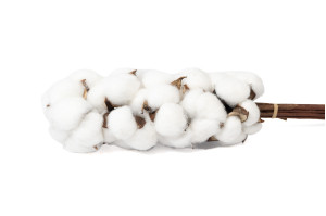PHOCEALYS│Branches de coton sèches│vente aux pros│Grossiste en fleurs séchées