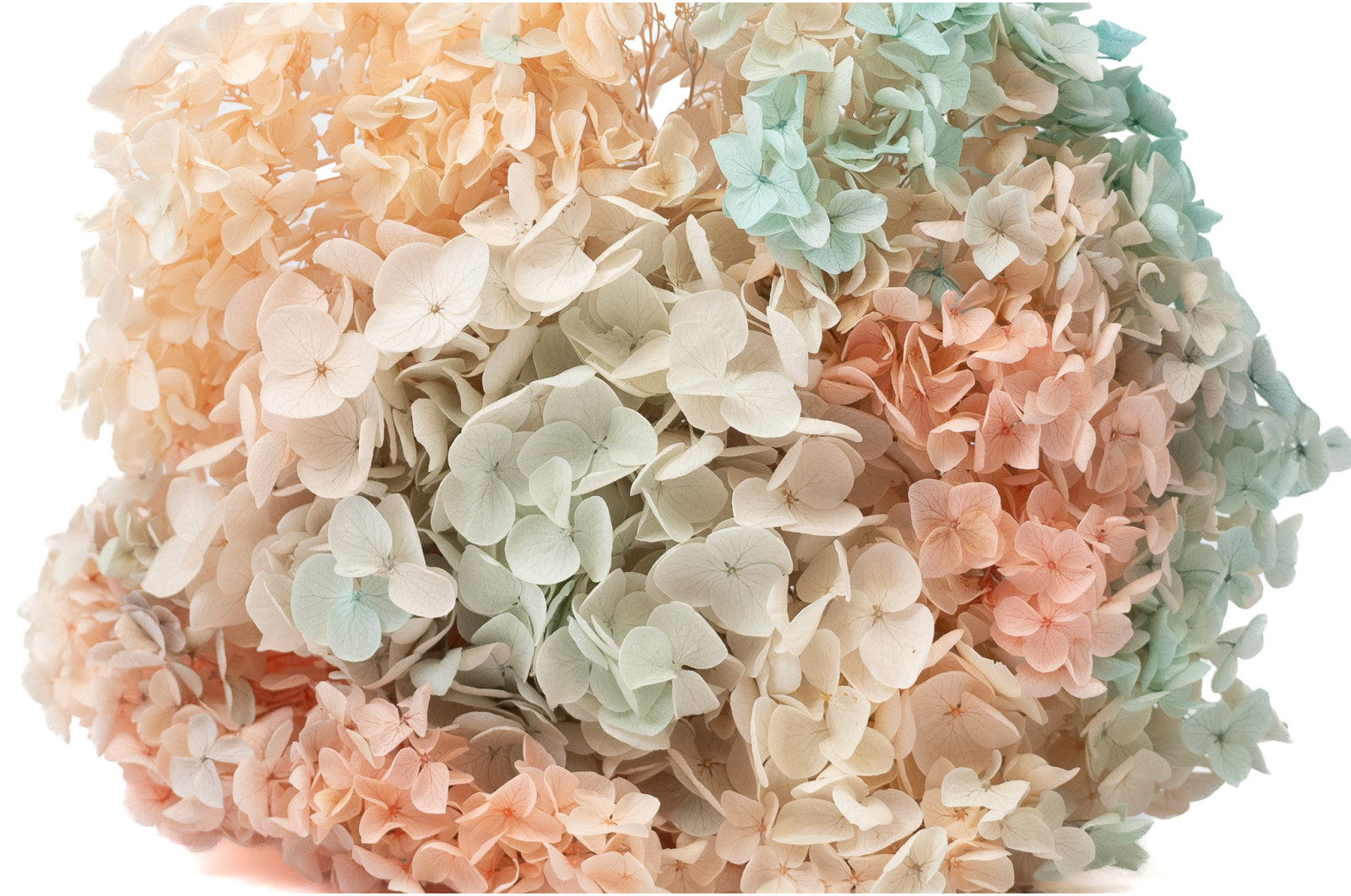 Hortensia stabilisé Anna│vente aux pros│Grossiste en végétaux stabilisées