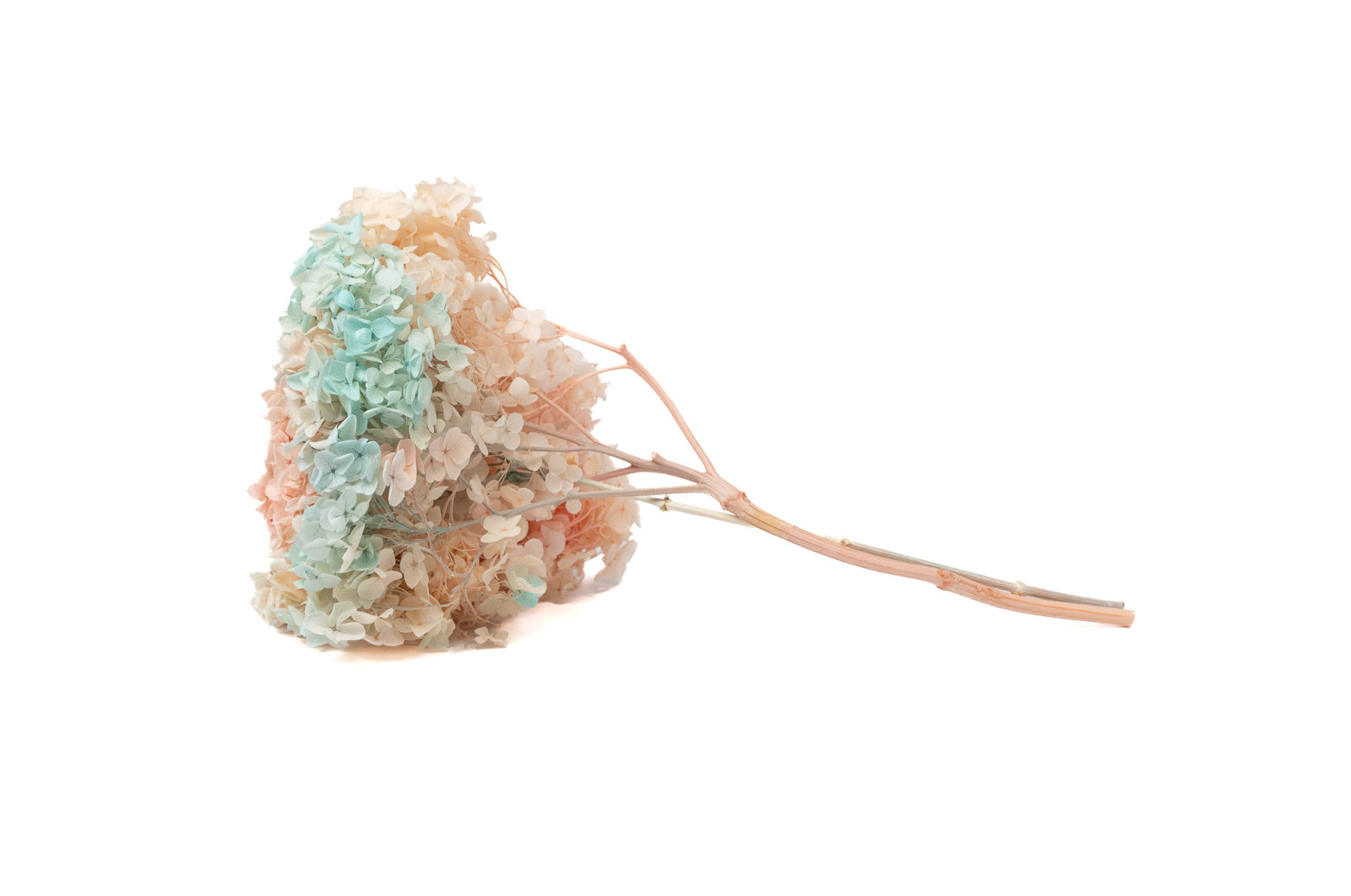 Hortensia stabilisé Anna│vente aux pros│Grossiste en végétaux stabilisées