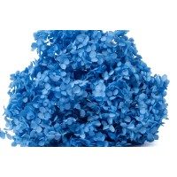 Hortensia stabilisé Anna│vente aux pros│Grossiste en végétaux stabilisées