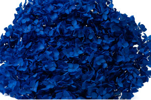 Hortensia stabilisé Anna│vente aux pros│Grossiste en végétaux stabilisées