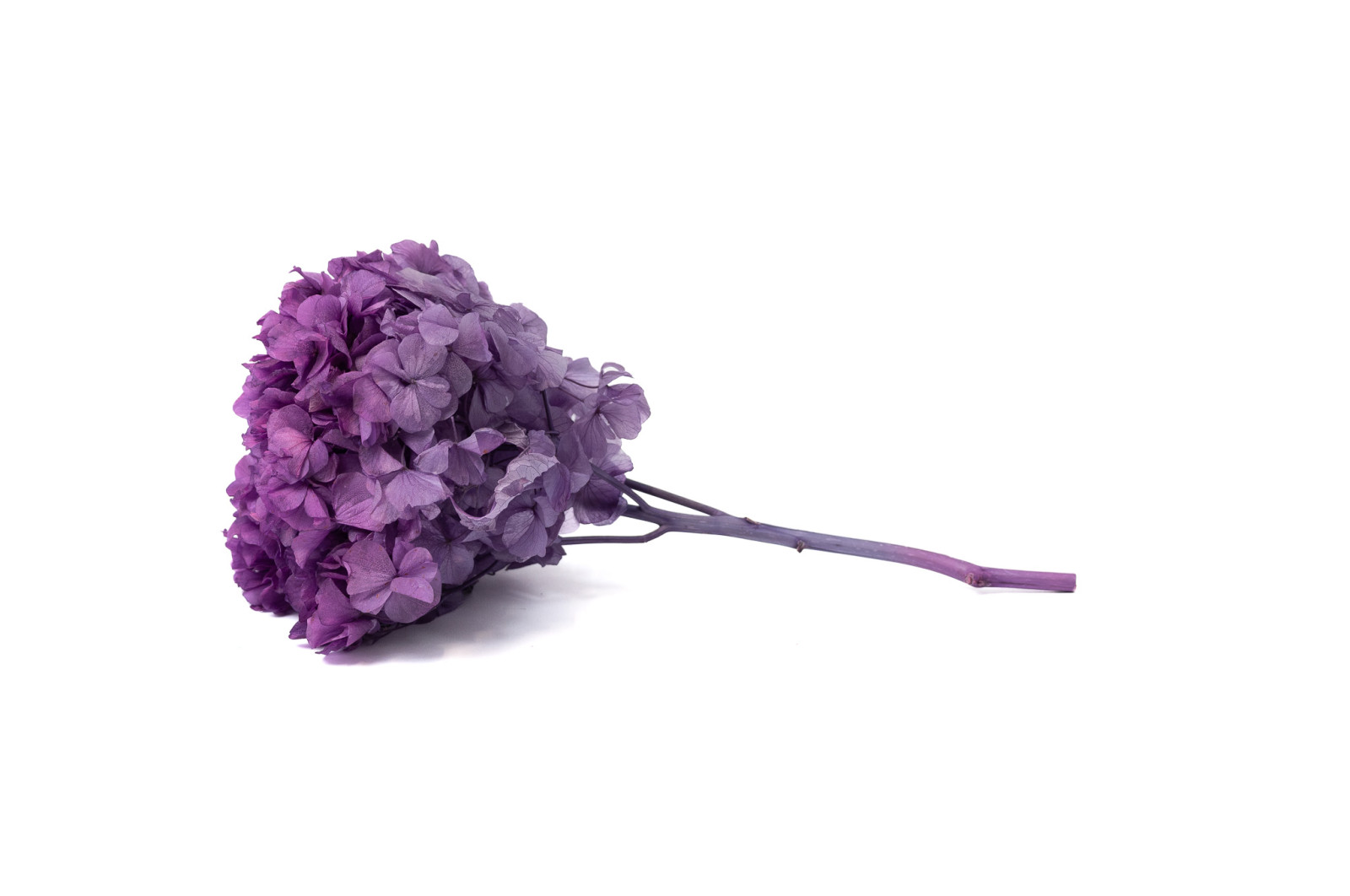 Hortensia stabilisé│vente aux pros│Grossiste en végétaux stabilisées