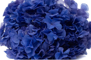 Hortensia stabilisé│vente aux pros│Grossiste en végétaux stabilisées