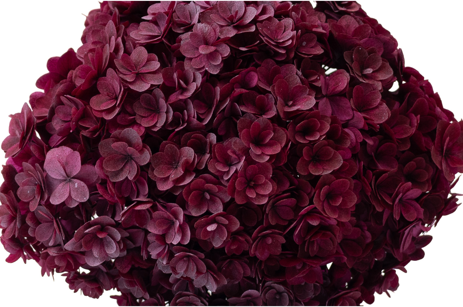 Hortensia double pétale stabilisé│vente aux pros│Grossiste en végétaux stabilisées