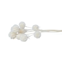 PHOCEALYS │Scabiosa stabilisée│vente aux pros│Grossiste