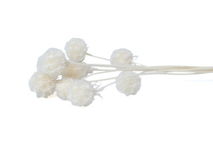 PHOCEALYS │Scabiosa stabilisée│vente aux pros│Grossiste