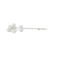 PHOCEALYS │Scabiosa stabilisée│vente aux pros│Grossiste