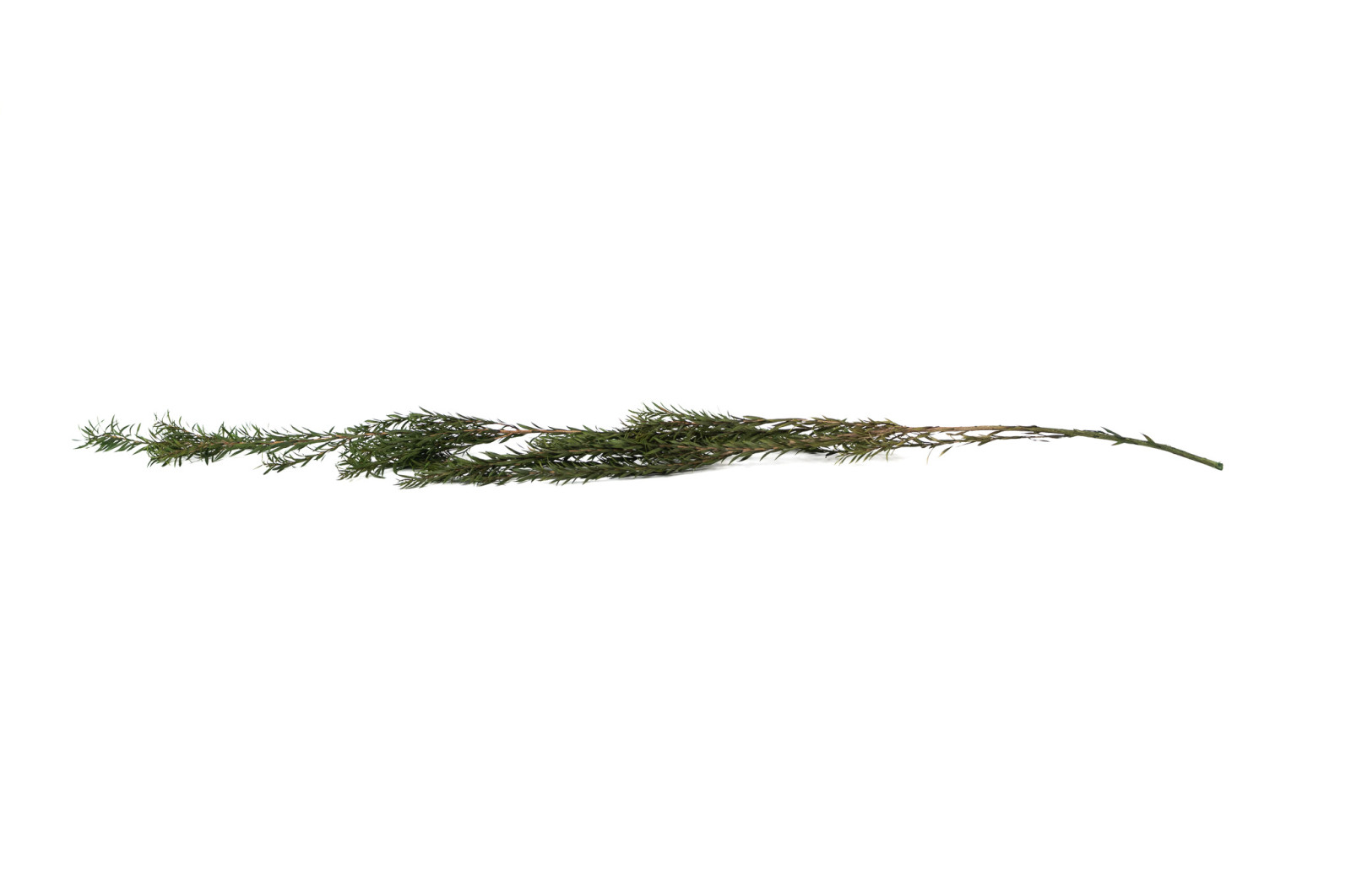 PHOCEALYS│Tea tree stabilisé│vente aux pros│Grossiste