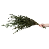 PHOCEALYS│Tea tree stabilisé│vente aux pros│Grossiste