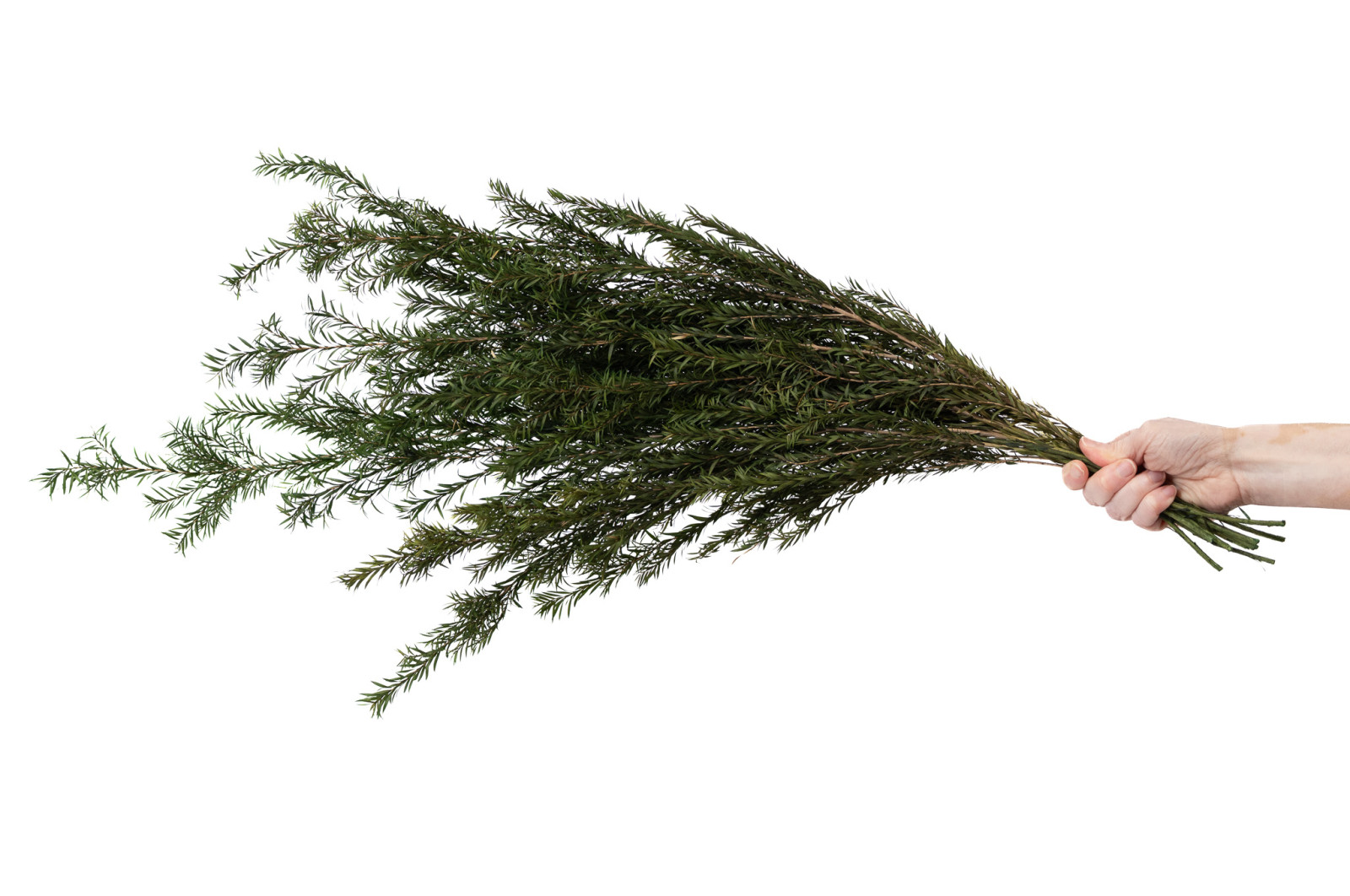 PHOCEALYS│Tea tree stabilisé│vente aux pros│Grossiste