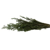 PHOCEALYS│Tea tree stabilisé│vente aux pros│Grossiste
