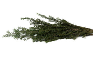 PHOCEALYS│Tea tree stabilisé│vente aux pros│Grossiste