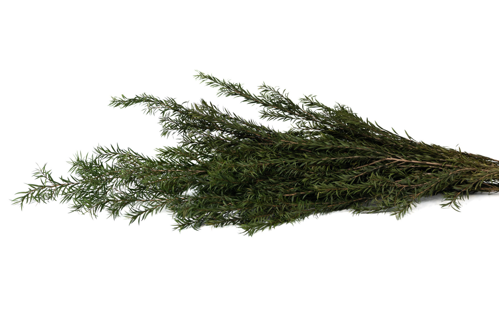 PHOCEALYS│Tea tree stabilisé│vente aux pros│Grossiste