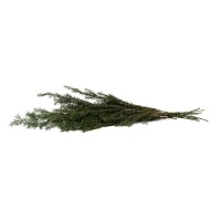 PHOCEALYS│Tea tree stabilisé│vente aux pros│Grossiste
