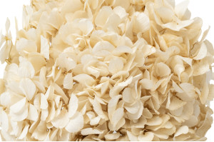 PHOCEALYS│Hortensia stabilisé│vente aux pros│Grossiste en végétaux stabilisées