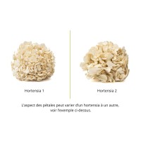 PHOCEALYS│Hortensia stabilisé│vente aux pros│Grossiste en végétaux stabilisées