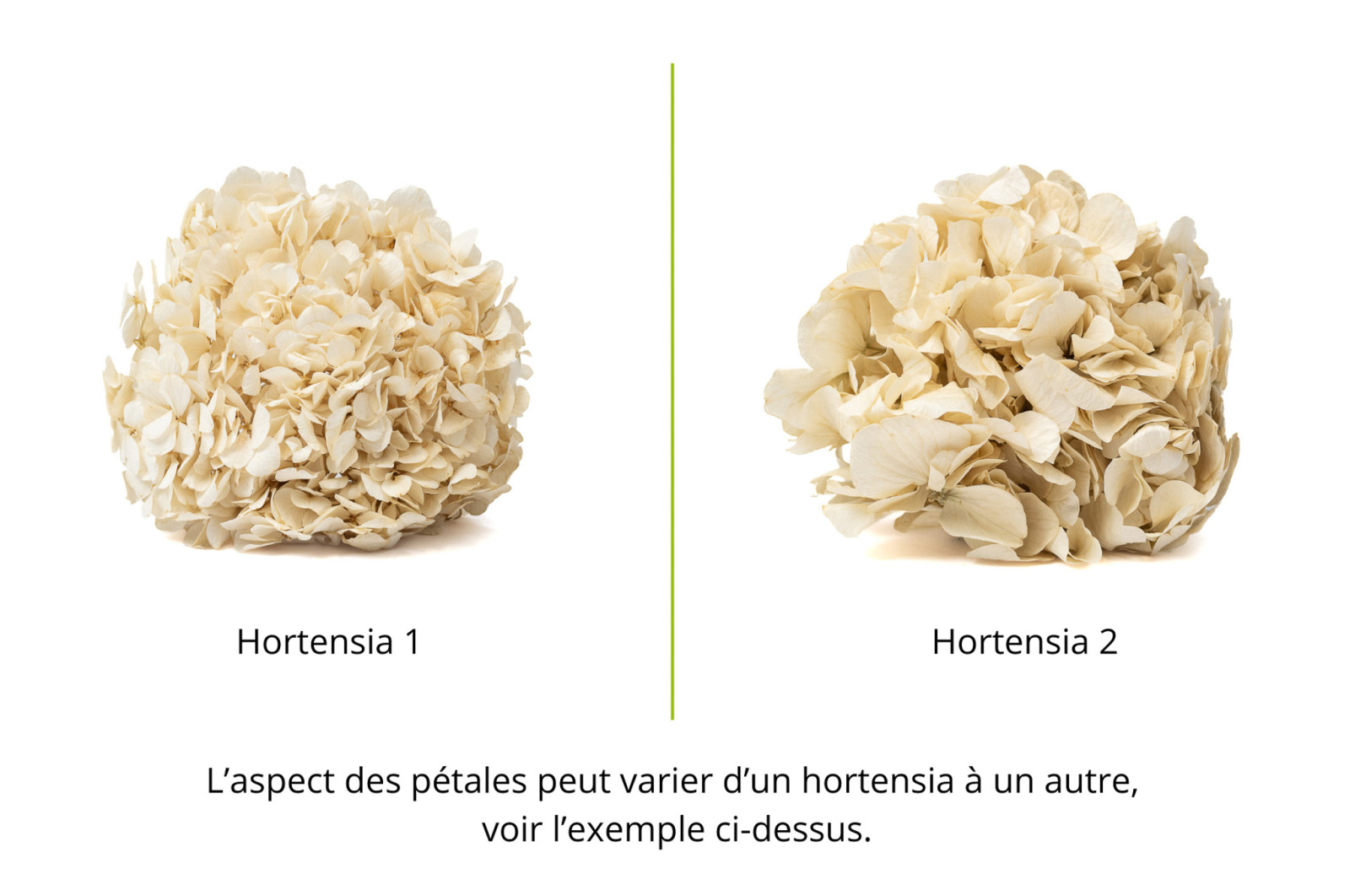 PHOCEALYS│Hortensia stabilisé│vente aux pros│Grossiste en végétaux stabilisées