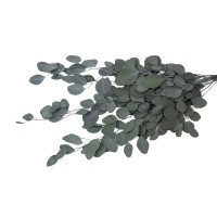 PHOCEALYS │Eucalyptus populus stabilisé │vente aux pros│Grossiste