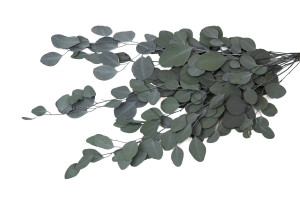 PHOCEALYS │Eucalyptus populus stabilisé │vente aux pros│Grossiste