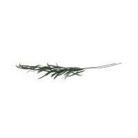 PHOCEALYS │Eucalyptus nicoly stabilisé │vente aux pros│Grossiste