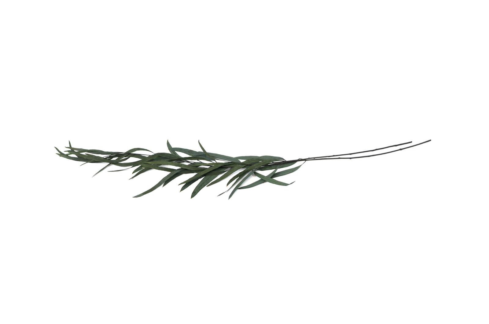 PHOCEALYS │Eucalyptus nicoly stabilisé │vente aux pros│Grossiste