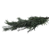 PHOCEALYS │Eucalyptus nicoly stabilisé │vente aux pros│Grossiste