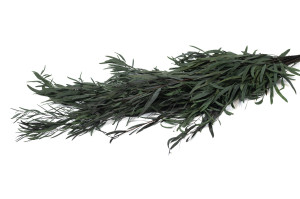 PHOCEALYS │Eucalyptus nicoly stabilisé │vente aux pros│Grossiste