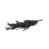 PHOCEALYS │Eucalyptus nicoly stabilisé │vente aux pros│Grossiste