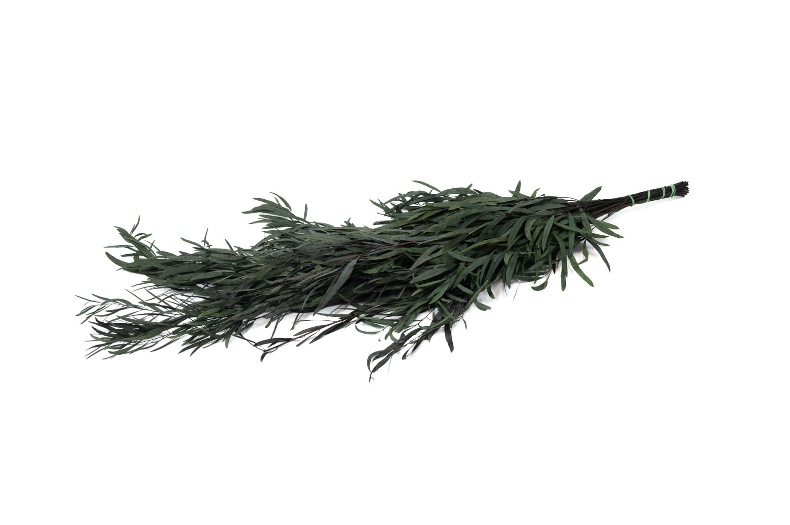 PHOCEALYS │Eucalyptus nicoly stabilisé │vente aux pros│Grossiste
