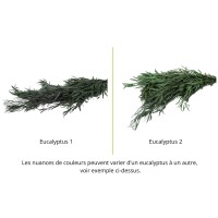 PHOCEALYS │Eucalyptus nicoly stabilisé │vente aux pros│Grossiste