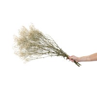 PHOCEALYS │Gypsophile stabilisé│vente aux pros│Grossiste