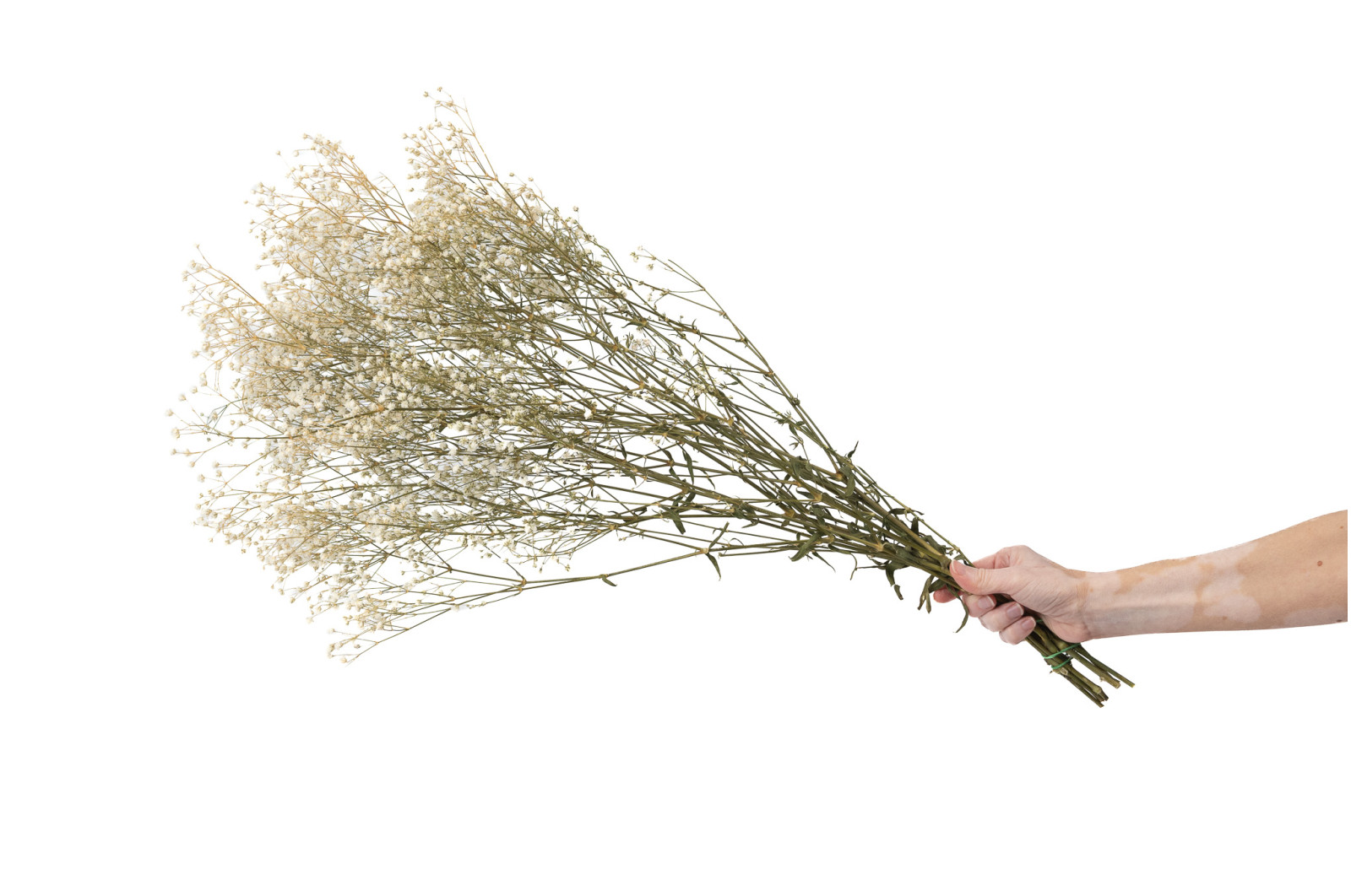 PHOCEALYS │Gypsophile stabilisé│vente aux pros│Grossiste