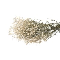 PHOCEALYS │Gypsophile stabilisé│vente aux pros│Grossiste
