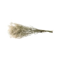PHOCEALYS │Gypsophile stabilisé│vente aux pros│Grossiste