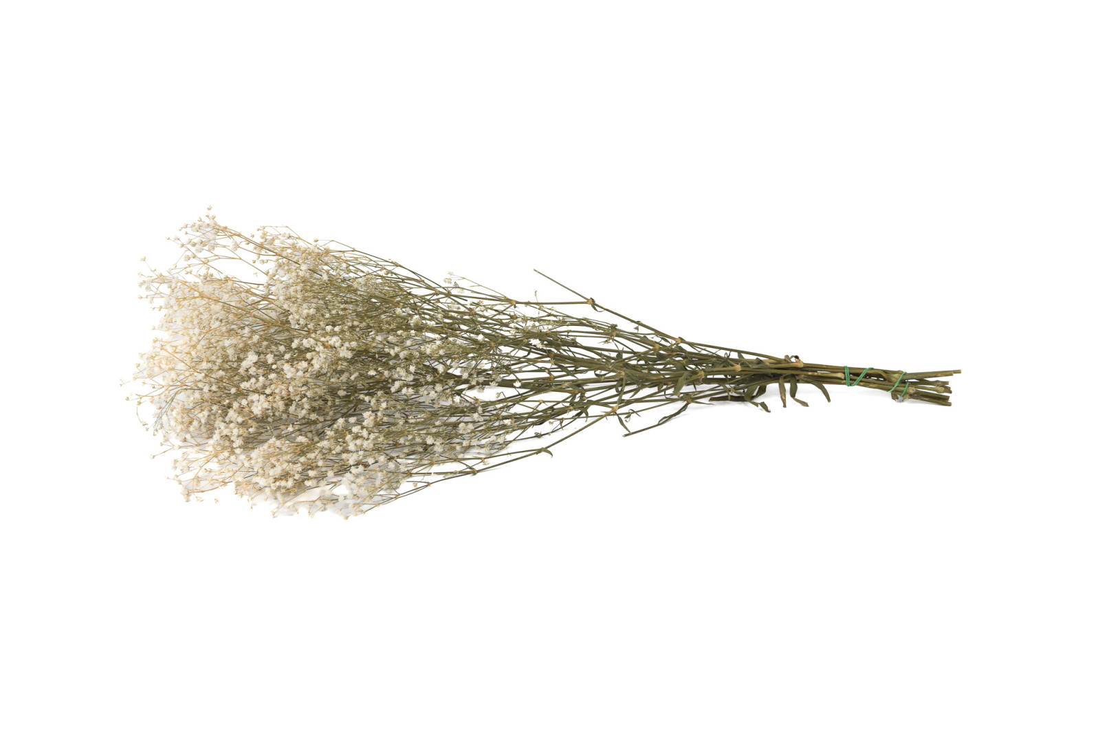 PHOCEALYS │Gypsophile stabilisé│vente aux pros│Grossiste