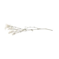 PHOCEALYS │Gypsophile stabilisé│vente aux pros│Grossiste