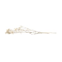 PHOCEALYS │Gypsophile stabilisé│vente aux pros│Grossiste