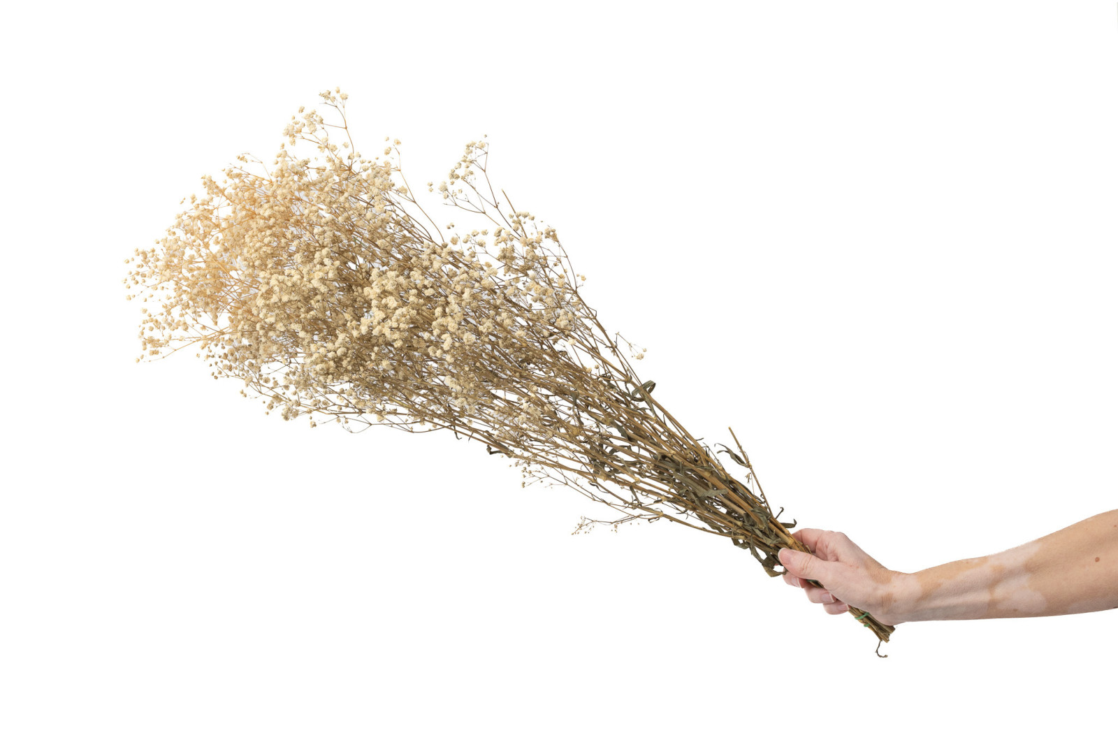PHOCEALYS │Gypsophile stabilisé│vente aux pros│Grossiste