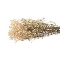 PHOCEALYS │Gypsophile stabilisé│vente aux pros│Grossiste